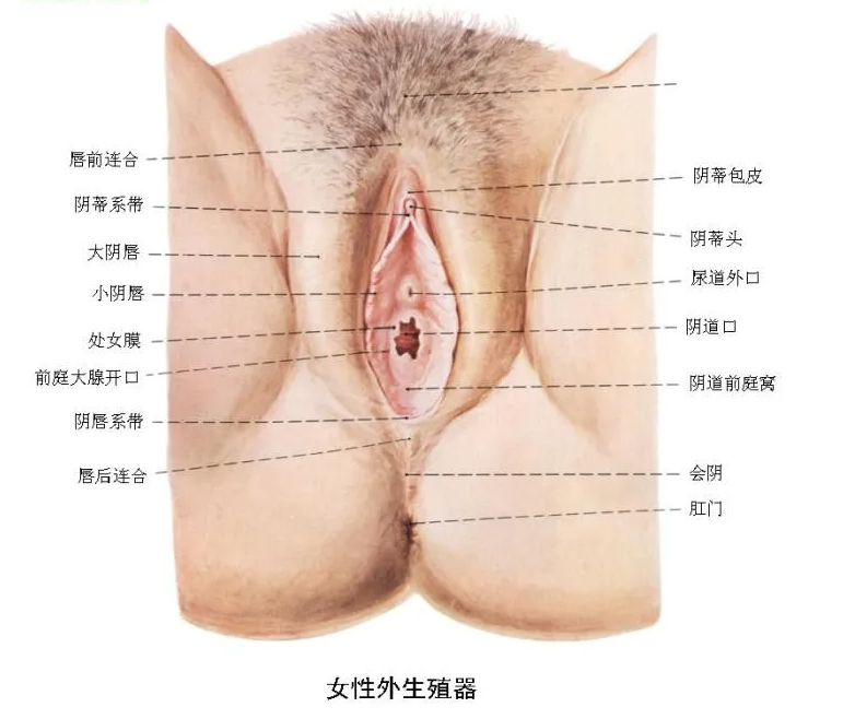 患上了外阴白斑应该怎么办呢? 患上了外阴白斑应该怎么办呢?